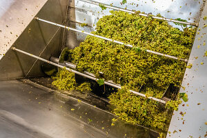 High angle view bunches of green grapes being processed in grape crusher and destemmer machinery