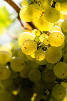Close up sunlight illuminating translucent green grapes growing on grapevine