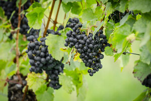 Ripe bunches of dark blue grapes hanging from green vineyard grapevines