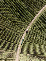 Aerial view of tractor and grape harvester on vineyard road among repeating rows of green grapevines