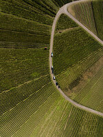 Aerial view of fanning green rows of vineyard grapevines with vehicles along a curved road
