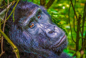 Bwindi Impenetrable Forest, Uganda, Africa. Close-up portrait of Silverback Mountain Gorilla, alpha male of his clan.
