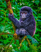 Bwindi Impenetrable Forest, Uganda, Africa. Portrait of baby Mountain Gorilla playing in tropical rainforest.