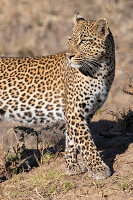 Zambia, South Luangwa National Park. Female leopard.