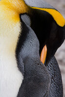 South Georgia, Right Whale Bay. Close-up of king penguin sleeping.