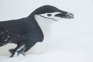 Antarctica, South Shetland Islands, Half Moon Bay. Chinstrap penguin toboggining in snow.