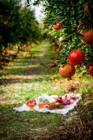 Lebensansicht Picknickszene mit frischen Granatäpfeln, Walnüssen, Pinienkernen und cremigem Weißkäse auf einem Holzbrett, natürliches Sonnenlicht, Granatapfelgarten
