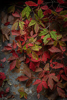 Zimt-Ahorn (Acer griseum) in Herbstfärbung auf rostigem Untergrund