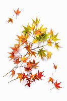 Japanischer Fächer-Ahorn (Acer palmatum) in Herbstfarben auf weißem Hintergrund