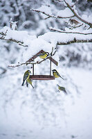Vogelfutterhaus im Schnee mit Kohlmeisen