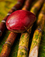 Rote Mango auf Zuckerrohrstangen