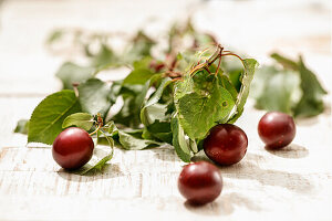 Fresh blood plums with branch
