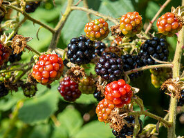 Ripe and unripe blackberries on the bush