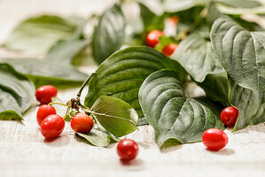 Cornelian cherries with green leaves