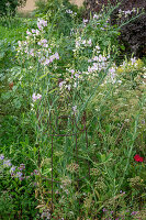 Staudenwicke (Lathyrus latifolius 'Rosa Perle')