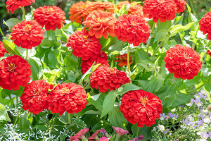 Zinnien flankiert von Zauberschnee und Elfenspiegel