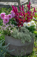 Betonschale beplanzt mit Federbusch, Elfenspiegel, Dahlien und Thymian