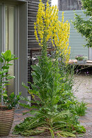  Chicory and candelabra mullein have sprouted between the terrace joints 