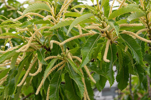  Flowers of the sweet chestnut or marron 
