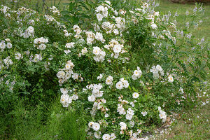  Small shrub rose Diamond 