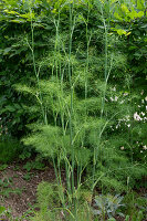  Common fennel 