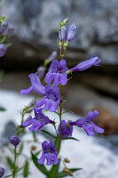 Breitblättrige Bartzunge, Penstemon pachyphyllus, blüht im Timpanogos Cave National Monument, Utah.