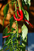 Rote Chilischoten an der Pflanze