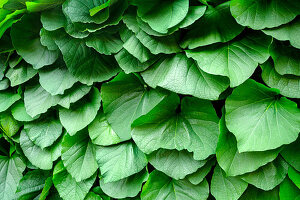 Green leaves of the pipevine