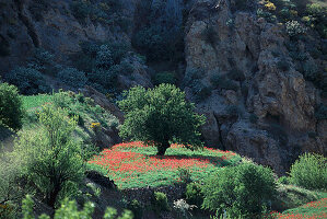 Mohnfeld und Baum bei El Espinillio, Roque Bentaiga, Gran Canaria, Kanaren, Spanien