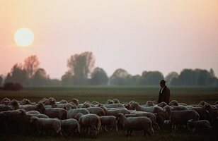 Shepherd with herd