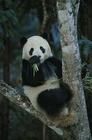 Giant panda