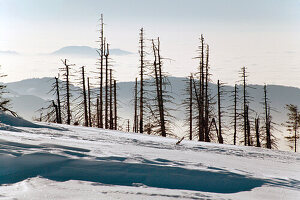 Dead Fir Trees at Hornisgrinde Mountain in Winter, Black Forest, Germany