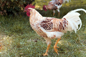 Rooster on grassland, Farmhouse, Gutach Valley, Black Forest