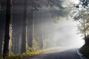Street through Fir Forest with Morning Haze, near Fischerbach, Kinzig Valley, Black Forest, Germany