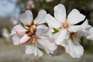 Mandelblüte, nahe Randa, Mallorca, Balearen, Spanien, Europa