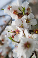 Mandelblüte, nahe Randa, Mallorca, Balearen, Spanien, Europa