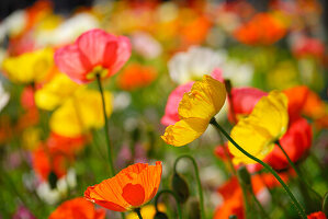 Blooming poppy, Merano, Trentino-Alto Adige/Südtirol, Italy