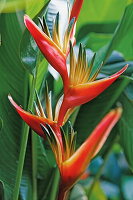 Blüte einer Helikonie, La Reunion, Indischer Ozean