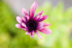 Single osteospermum (African daisy)