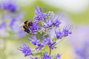 Hummel auf einer Blume, Schweiz, Europa