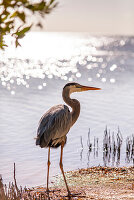 Dauerbewohner auf Little Palm Island, der Kanadareiher mit Namen Spencer, Little Palm Island Resort, Florida Keys, USA