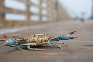 Crab on Pier