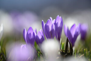 Blühende violette Krokus, Langtauferer Tal, Ötztaler Alpen, Südtirol, Italien