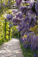 Wisteria floribunda, Japanese Wisteria, Germany, Europe