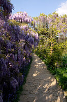 Wisteria floribunda, japanischer Blauregen, Deutschland, Europa