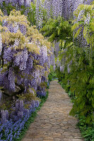 Wisteria floribunda, Japanese Wisteria, Germany, Europe