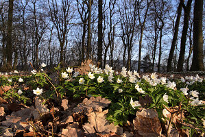 Frühling im Odenwald, Anemonen am Waldboden, Deutschland, Europa