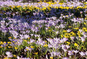 Snow Crocuses and winter aconites, Crocus tommasinianus, Eranthis, Germany, Europe