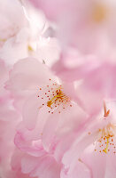 Flowering cherry, Prunus Accolade, Deutschland, Germany, Europe