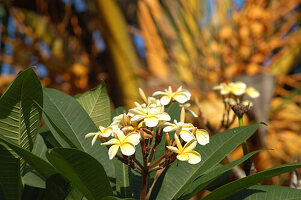 Franginpani-Blüten
